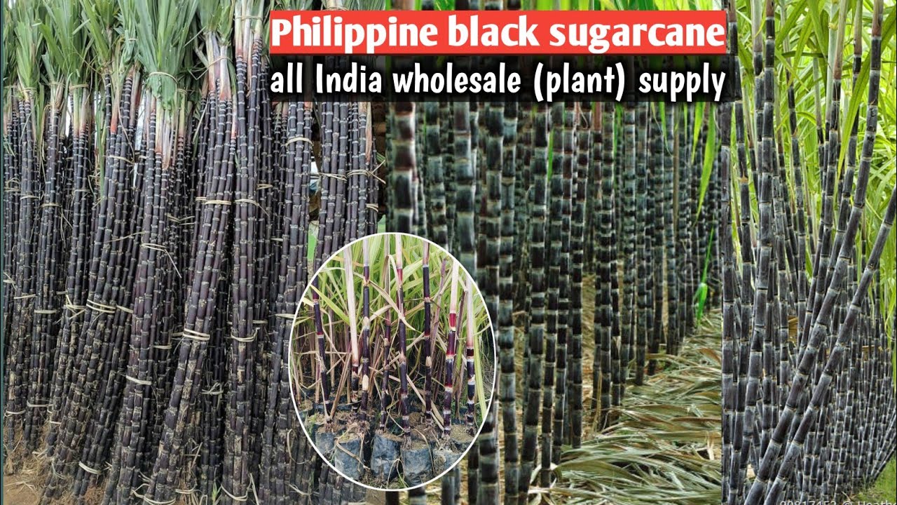 Philippine block sugarcane plant available/all India wholesale supply/WhatsApp9062349546 