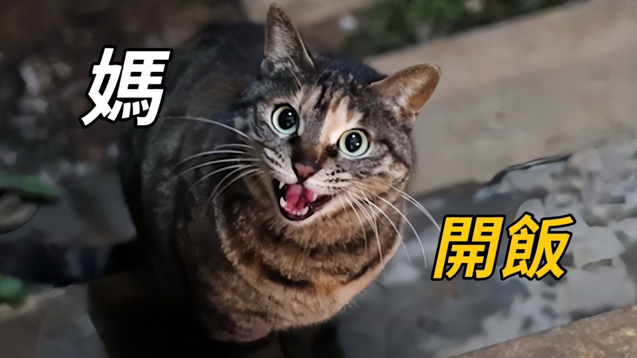 流浪搞威貓離奇失蹤，再出現時餓到開口喊媽｜李喜猫