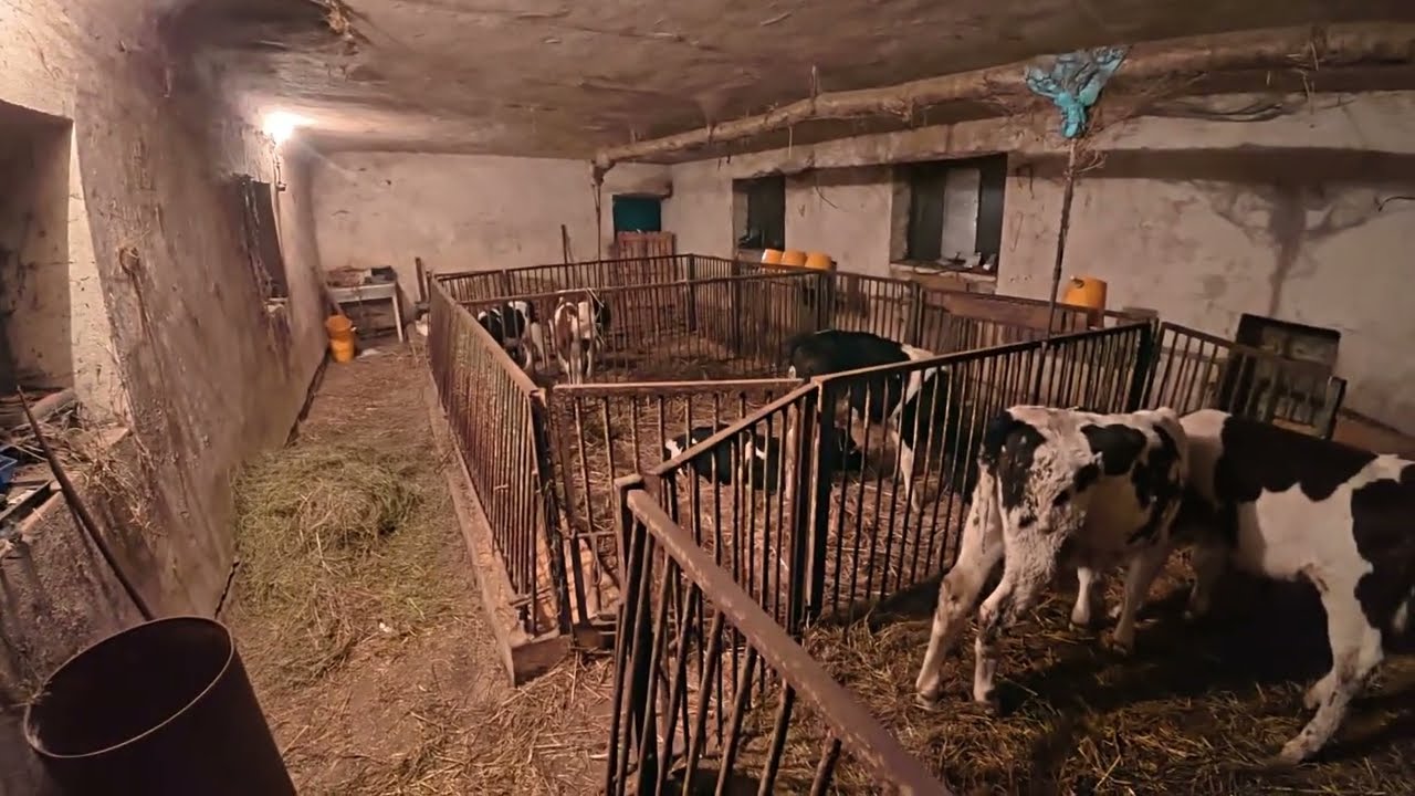 Śmierdządza robota // świeże przescieradlo dla bydła