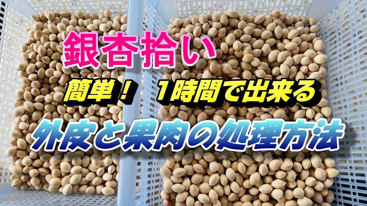 2025 10 12銀杏拾い 果肉と実を簡単処理 その日に美味しく頂けます