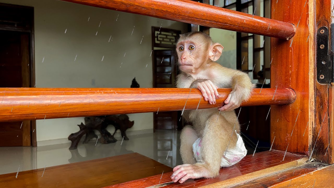 Monkey YuYu cries because it's raining and can't go out to play!