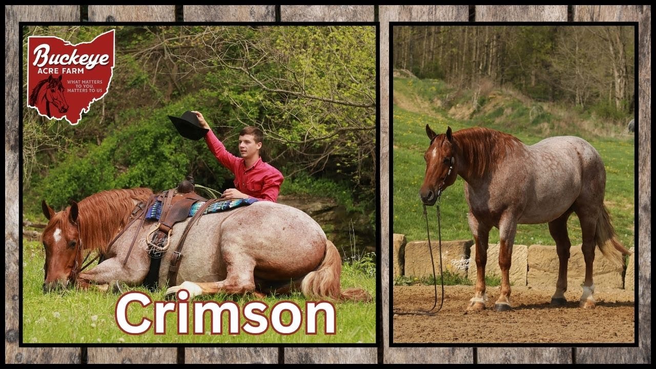 Lot # 28 Buckeyes Crimson Offered by Buckeye Acre Farm @ Premier Horse Sale | Big Sky , MT| Kid Safe