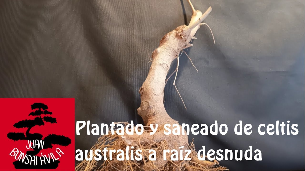 Plantado y saneado de almez (celtis australis). Otro árbol para seguir su evolución.