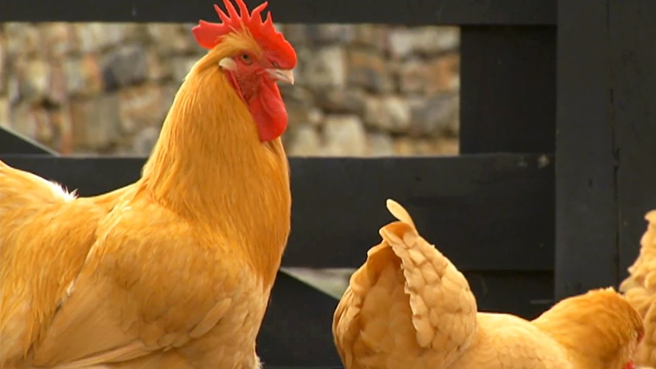 How to Create a Mobile Chicken Pen | P. Allen Smith Classics