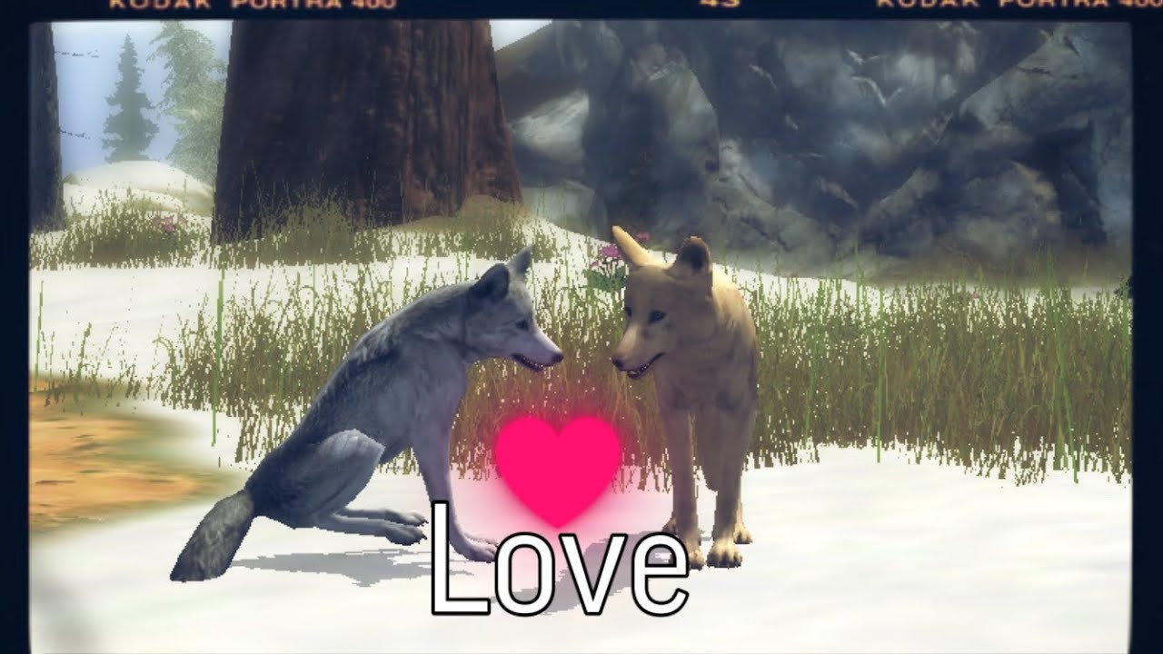 |LEO|Ultimate Wolf Simulator 2 #4 (КАК СОЗДАТЬ ПАРУ/СТАЮ) ОТВЕТ ЗДЕСЬ!