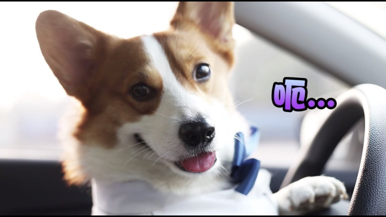 狗狗学开车，车技感人，连教练都被坑到要吐