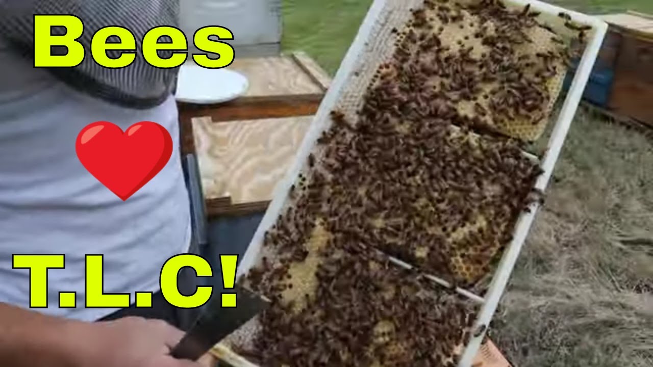 🔵Small cutout is Booming! We used 4 different frames in this hive!!!