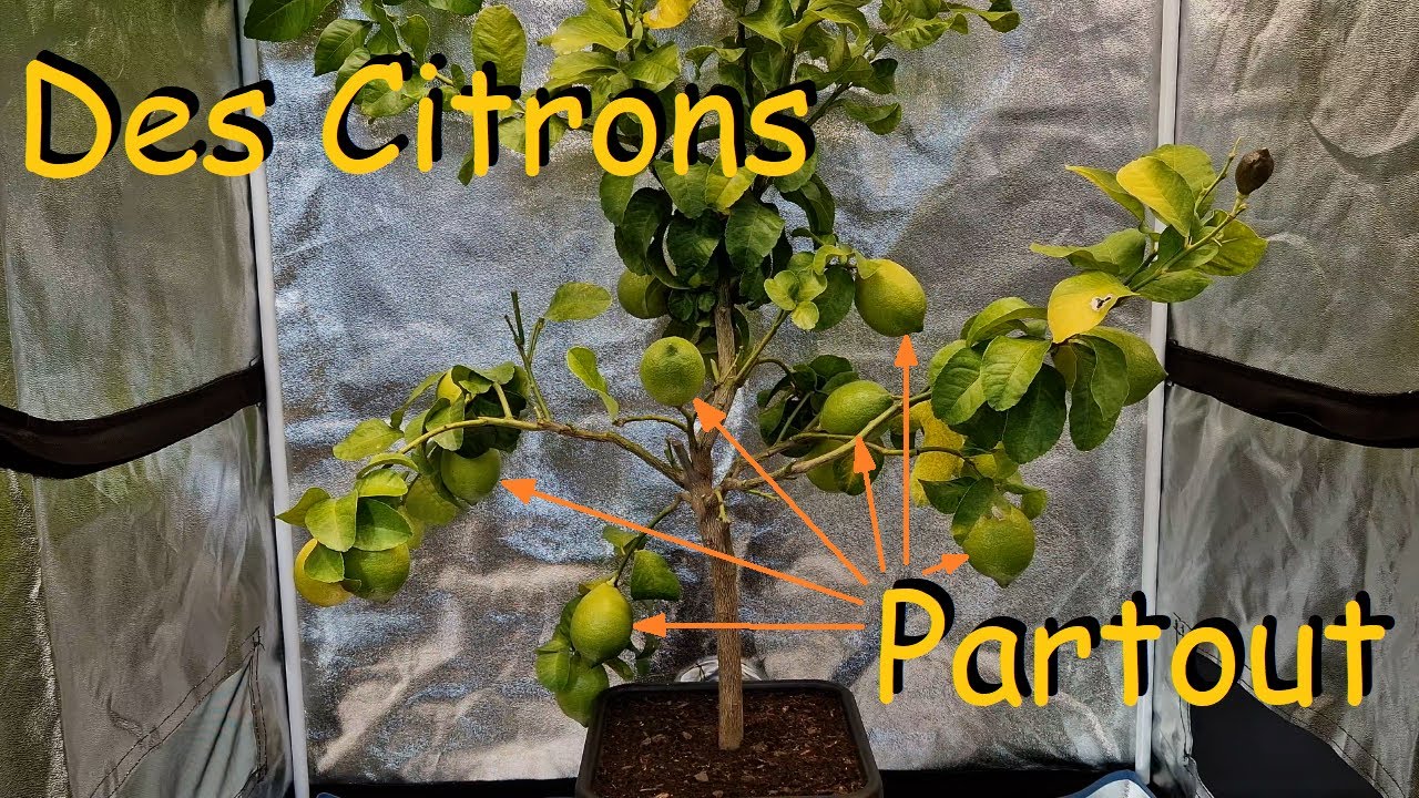 Citron et Clémentine sous éclairage artificielle.