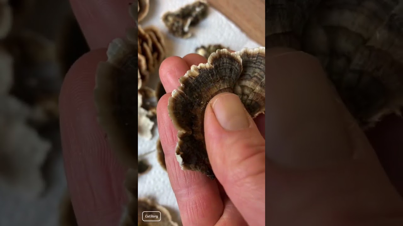 Der Heilpilz Schmetterlingstramete