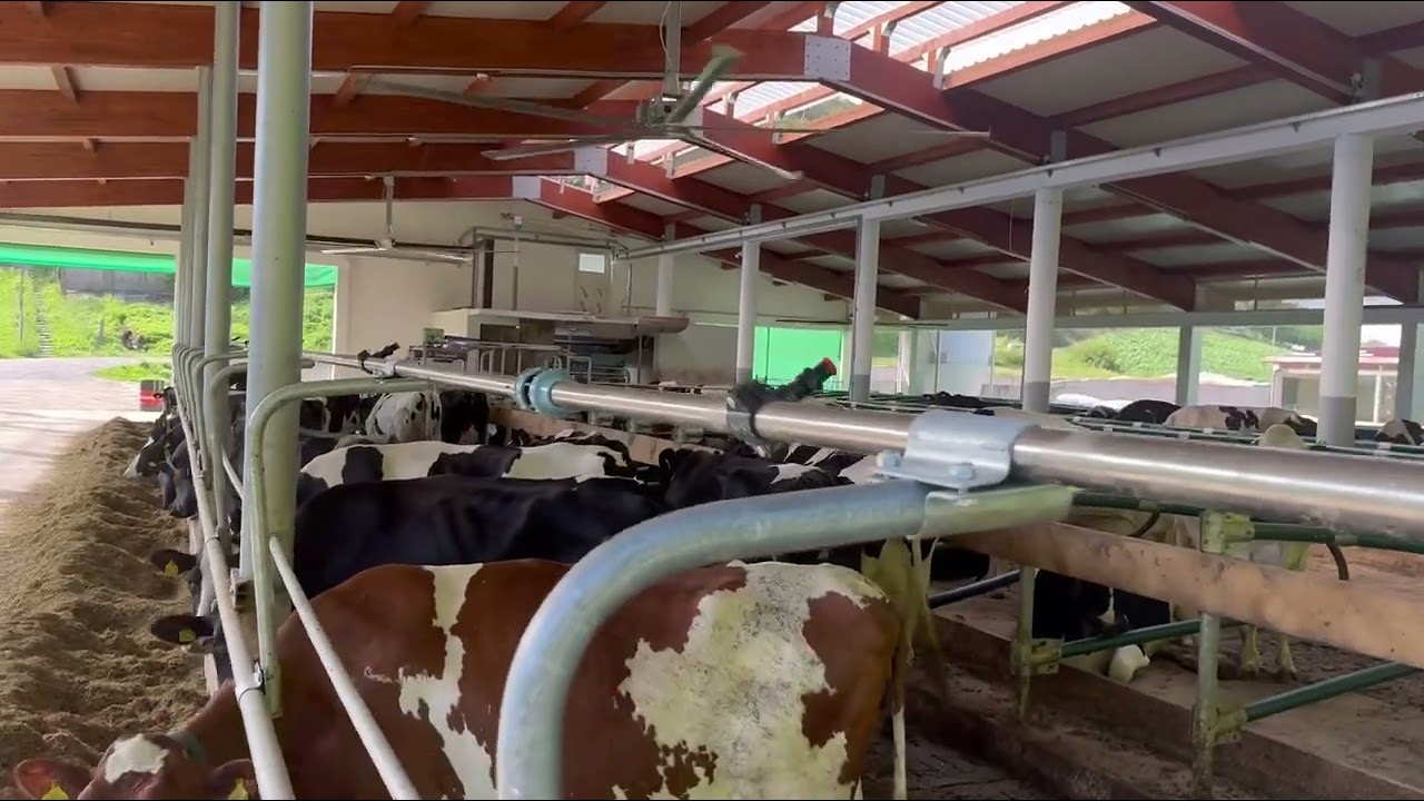 Konfor-klima ventilatori 4 i 5 m sa rashladnim sitemom tuširanje - FARMA ARSENIĆ