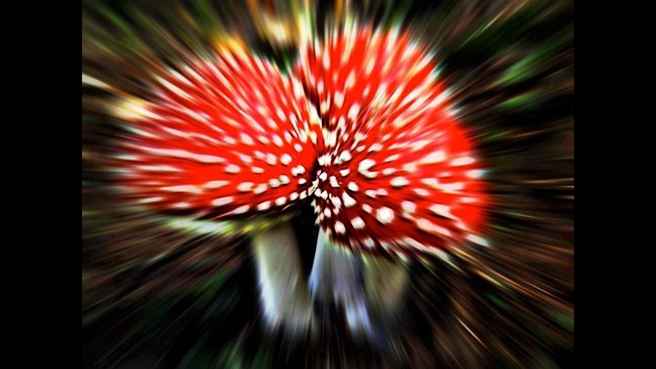 Royal Quest | Грибная Наркомания