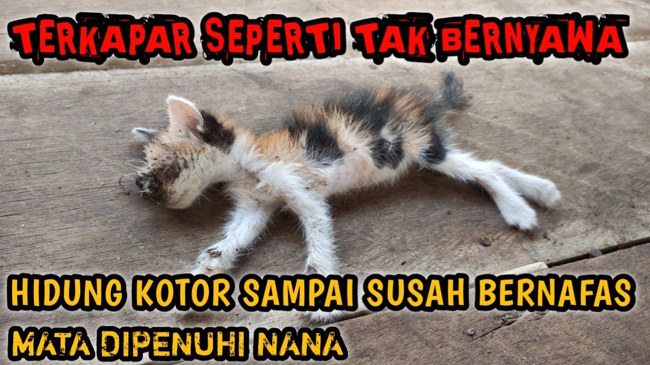 KETEMU KITTEN , SAYA KIRA SUDAH MATI EH TERNYATA SANGAT MENYEDIHKAN !!