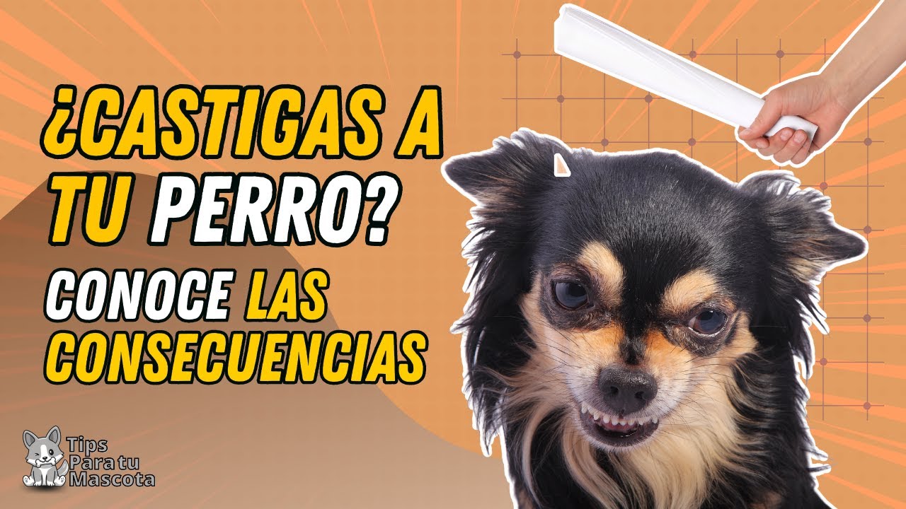 CONSECUENCIAS DE CASTIGAR A UN PERRO