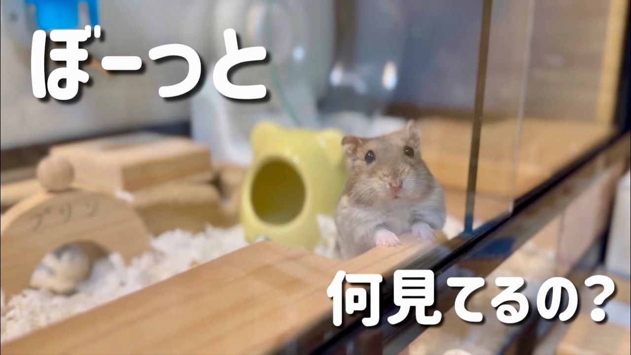 遊んでいるプリンの日常です【ハムスター日常】