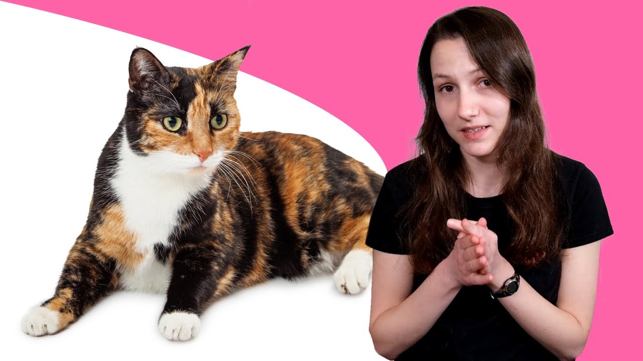 7 Facts You Didn't Know About Female Cats