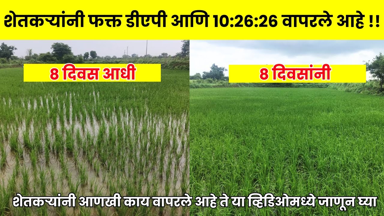Dhan Live Demo Result |  शेतकऱ्यांनी युरिया वापरला नाही | 45 din Dhan sheti Futva #DHAN #farming