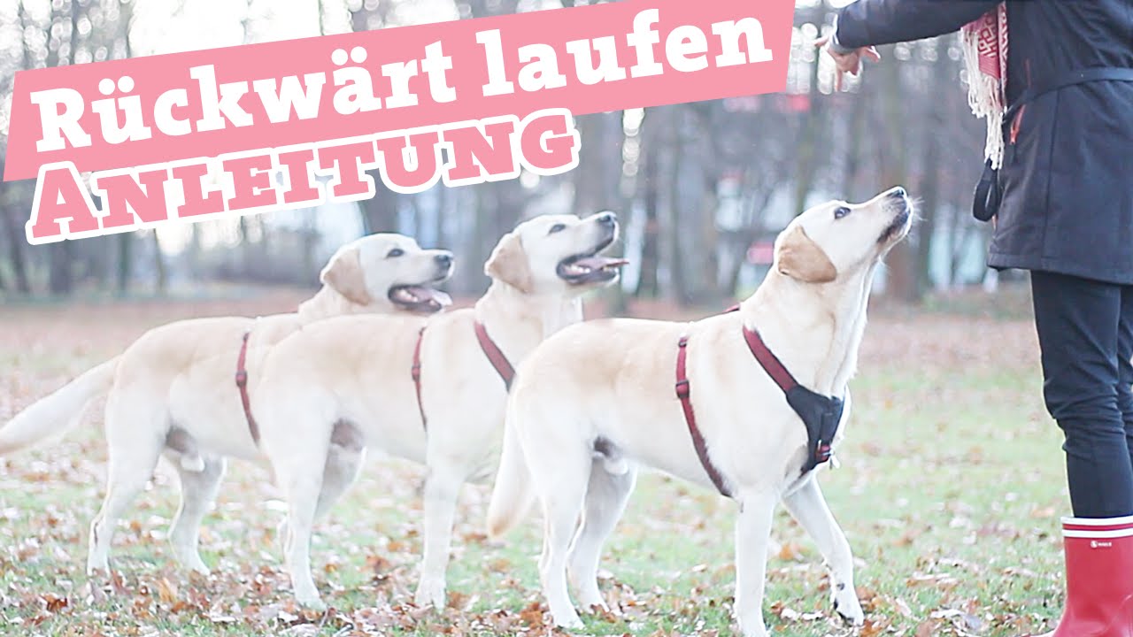 Anleitung R&uuml;ckw&auml;rts laufen | Hund Tricks beibringen | Hundekanal | back up dog Tutorial
