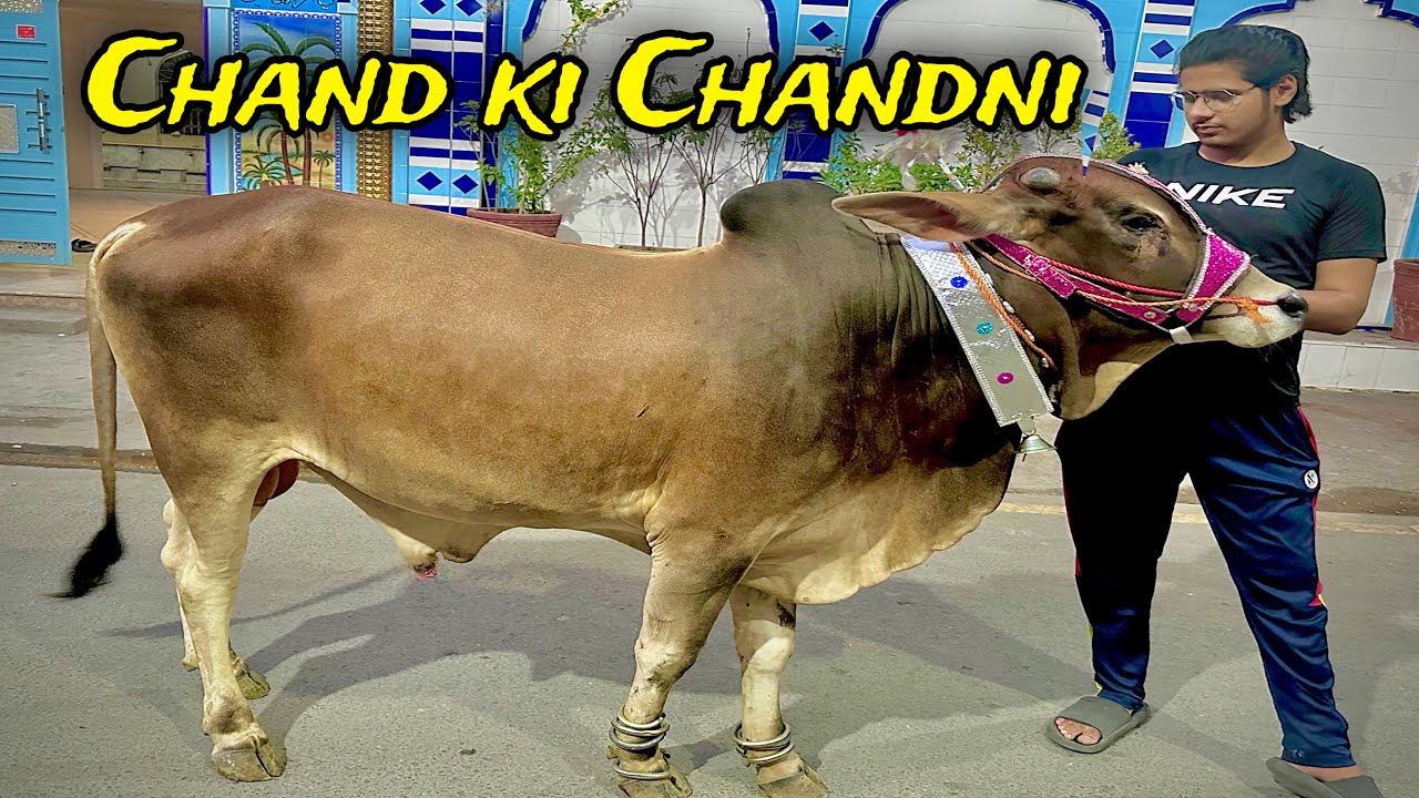 Chand raat ko hamay mila billo | Acha soda howa | Chand raat scenez | Taha Pirzada