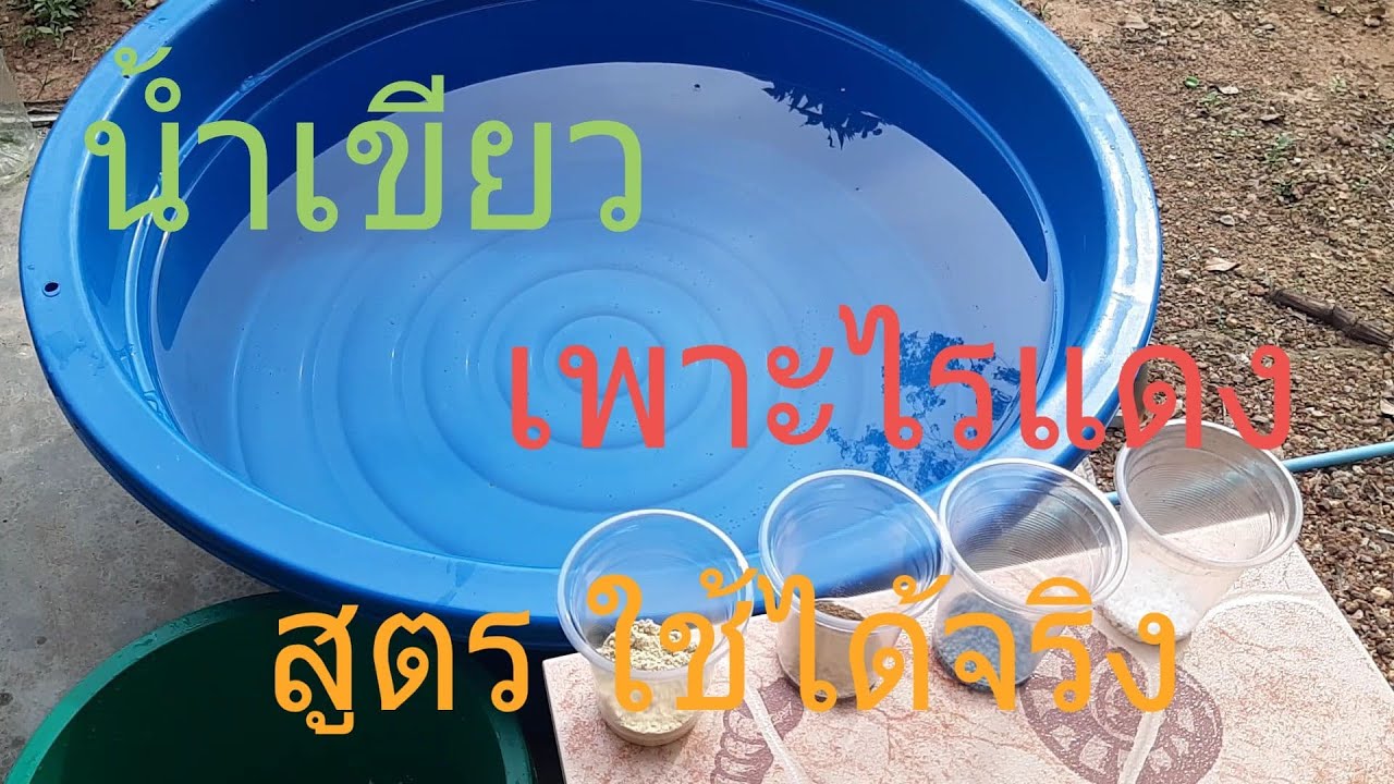 น้ำเขียวเพาะไรแดง สูตรใช้ได้จริง