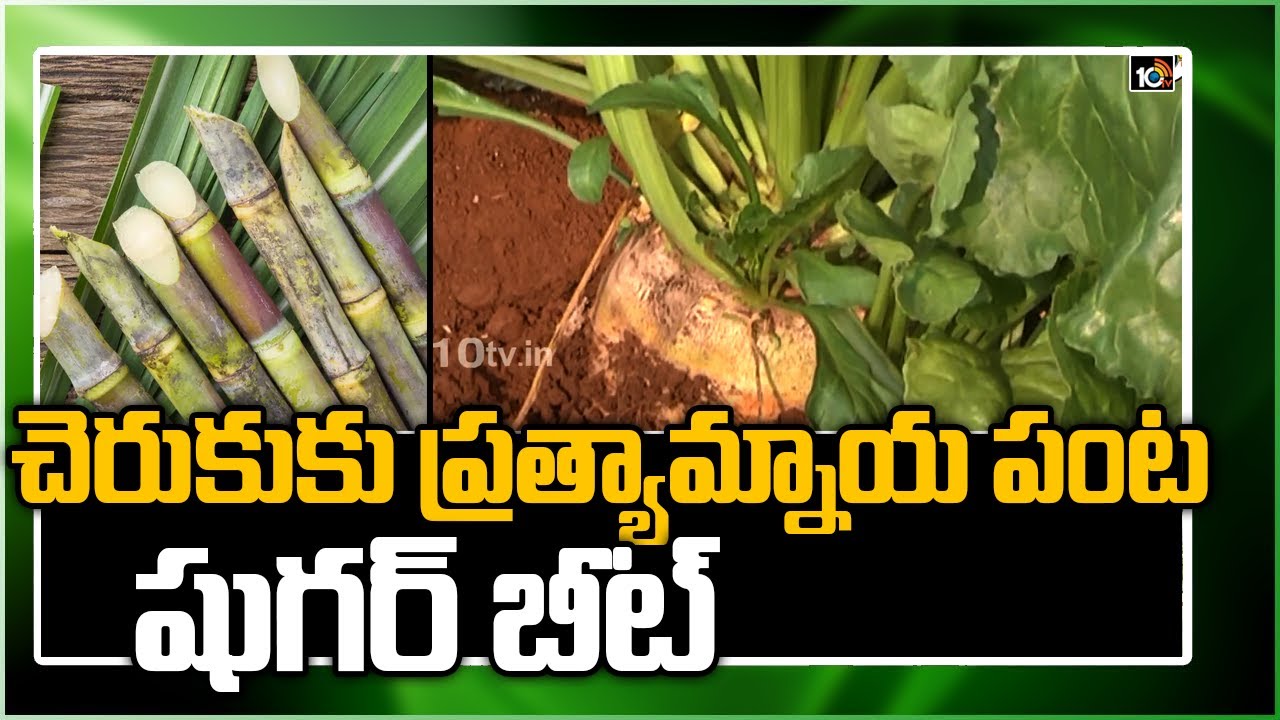 చెరుకుకు ప్రత్యామ్నాయ పంట షుగర్ బీట్ | Sugar Beet Better Alternative To Sugarcane Farmers| 10TV News