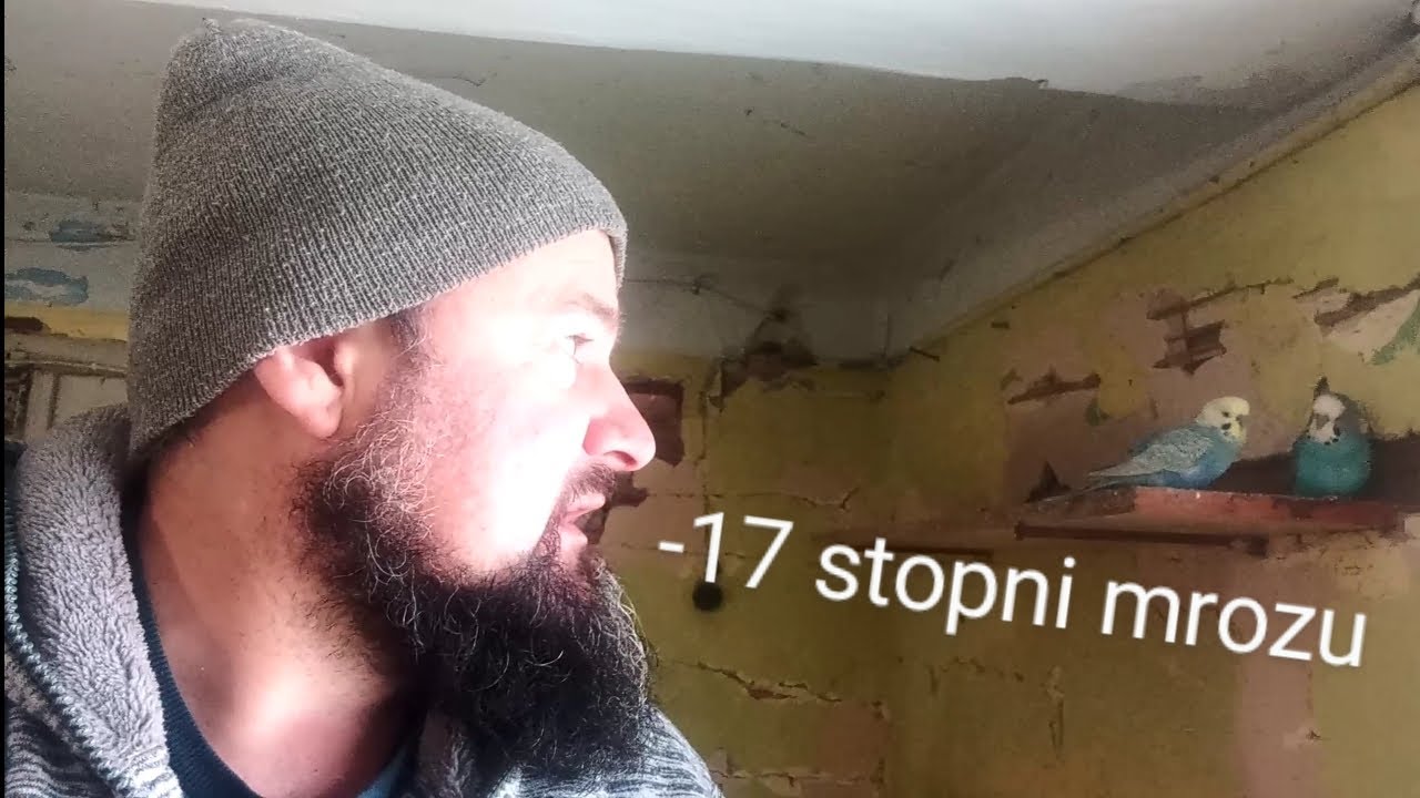 Papugi faliste - papugarnia -17 stopni mrozu sprawdzam co z nimi 