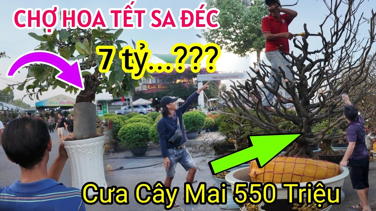 CHỢ HOA TẾT SA ĐÉC 2026 TỚI CÔNG CHUYỆN RỒI BẤT NGỜ GẶP ANH TRAI KÊU GIÁ CÂY MAI 7 TỶ ??? 