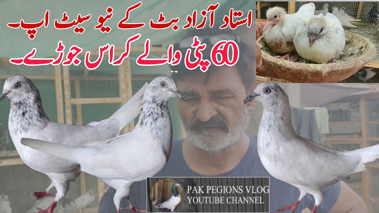 Ustad Azad Butt Ke New Setup || 60 Patti Wale Kabutar || pak pegions vlog