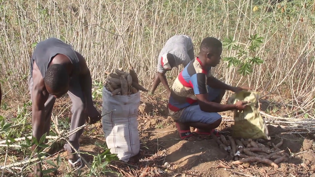 Sunrise Rotary Club  -  Liberia Cassava Processing Machine Project 2019