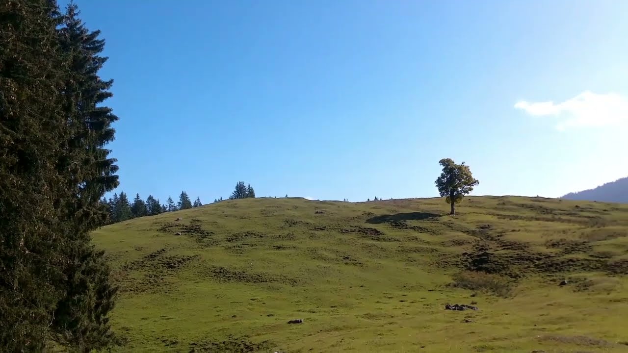 Wandern auf der  Hemmersuppenalm: ein gro&szlig;es Almgebiet im Forst Reit im Winkl (1130 - 1300  H&ouml;he)