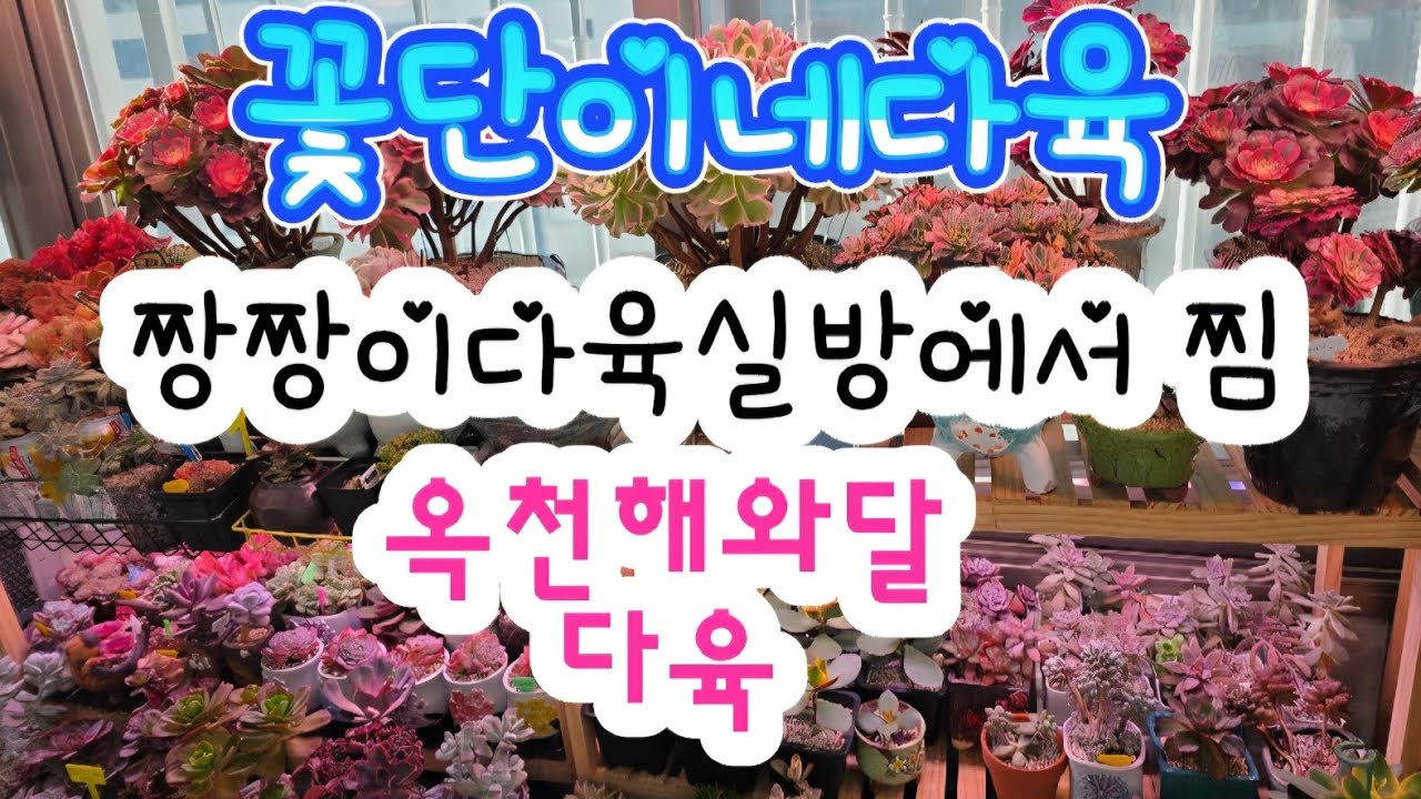 짱짱이다육 라이브방송때  찜한 #옥천해와달다육     언빡싱 #succulent #다육이 #plants #2025년9월11일 녹화한영상입니다