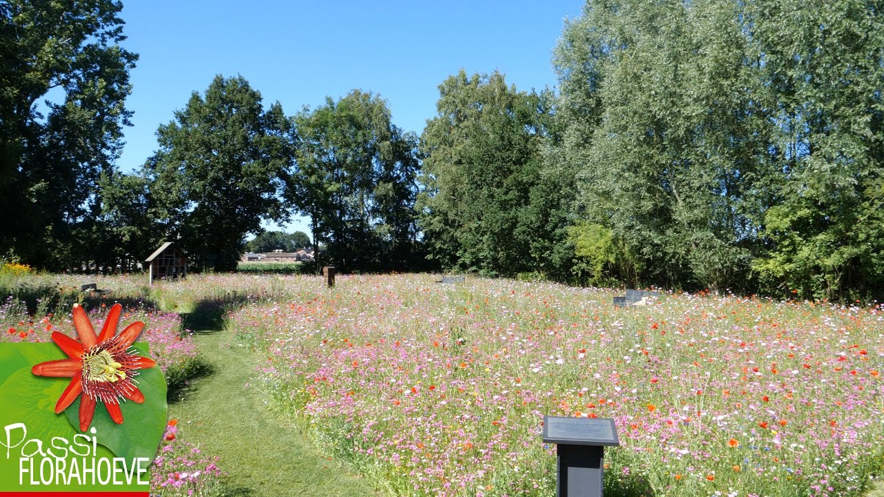 Vlinders snoepen van wilde bloementuin | Passiflorahoeve