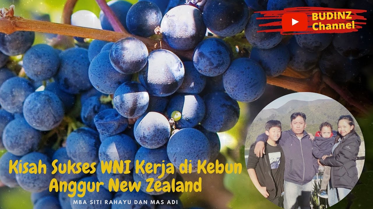 Kisah WNI Sukses Bekerja di Kebun Anggur New Zealand