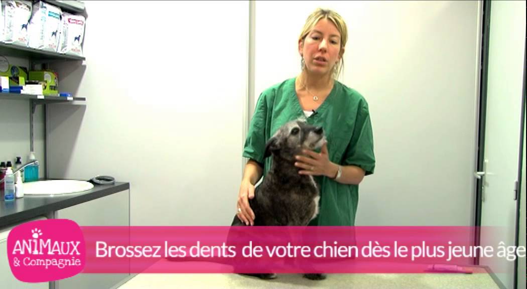 Comment brosser les dents de votre chien ?