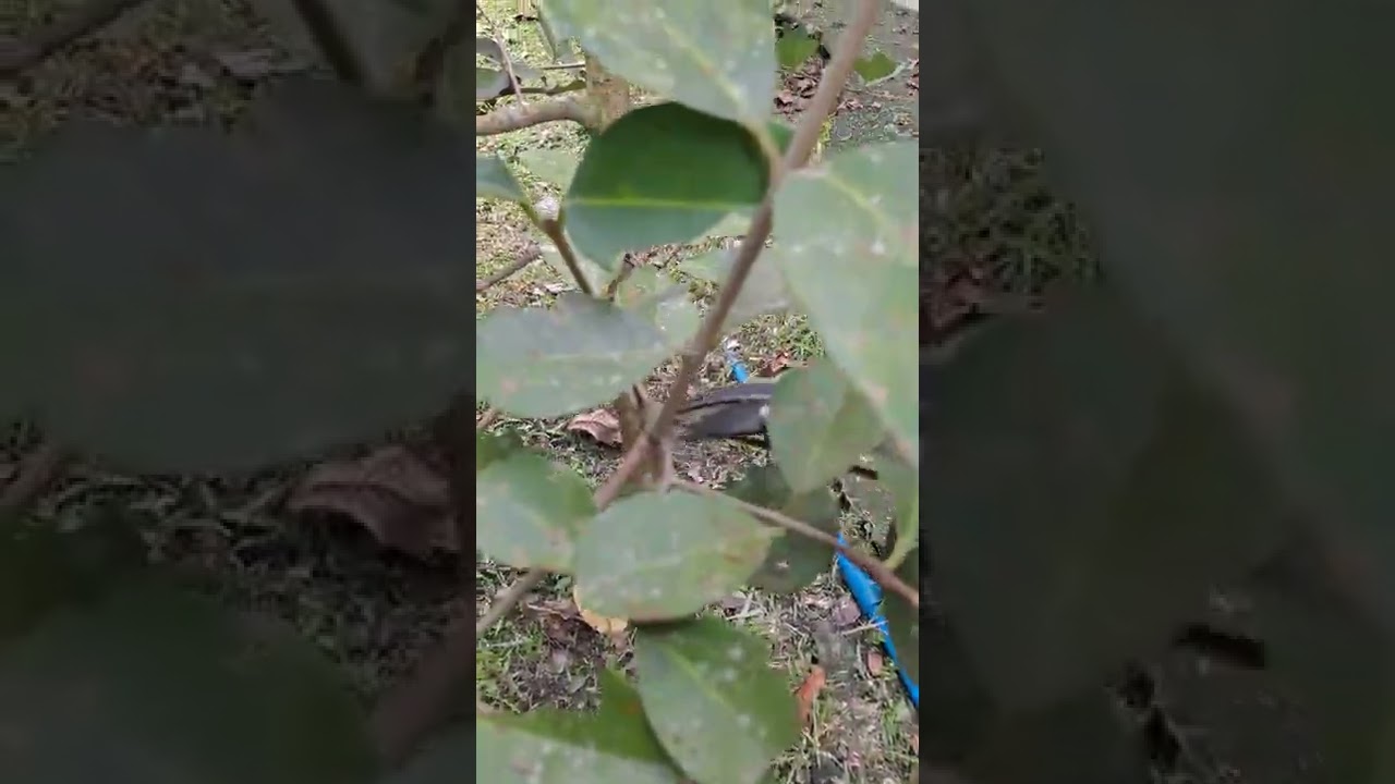 Heading vs Thinning Cut in Troical Fruit Trees