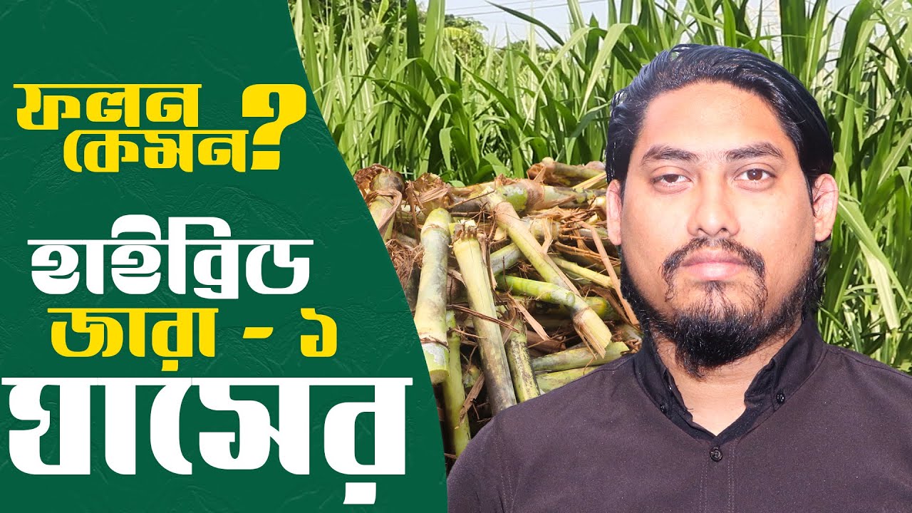 জারা ১ হাইব্রিড ঘাসের কাটিং এর দাম কত? ফলন কেমন? লাভ কত?  ঘাস চাষ পদ্ধতি | Jara grass Cultivation