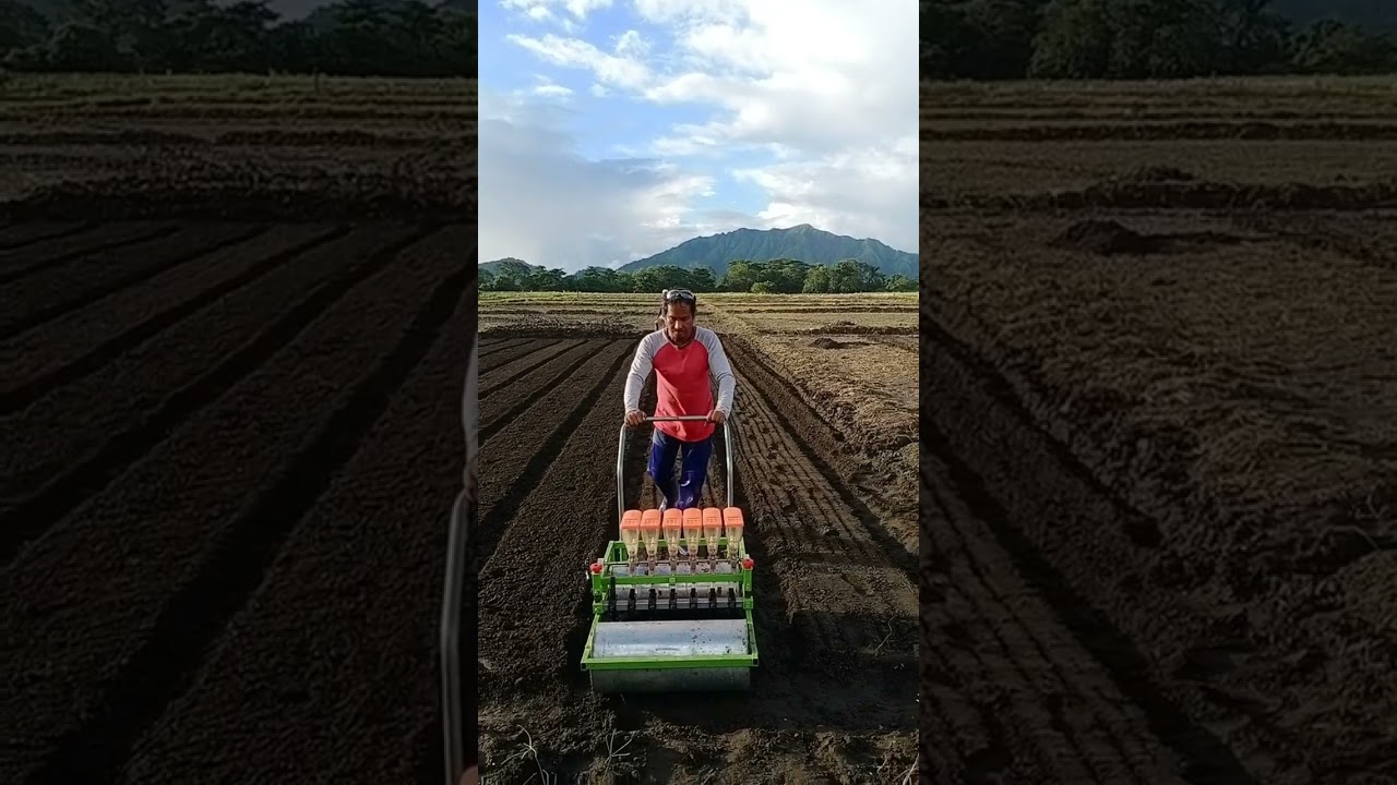 Onion direct seeding during wet season.