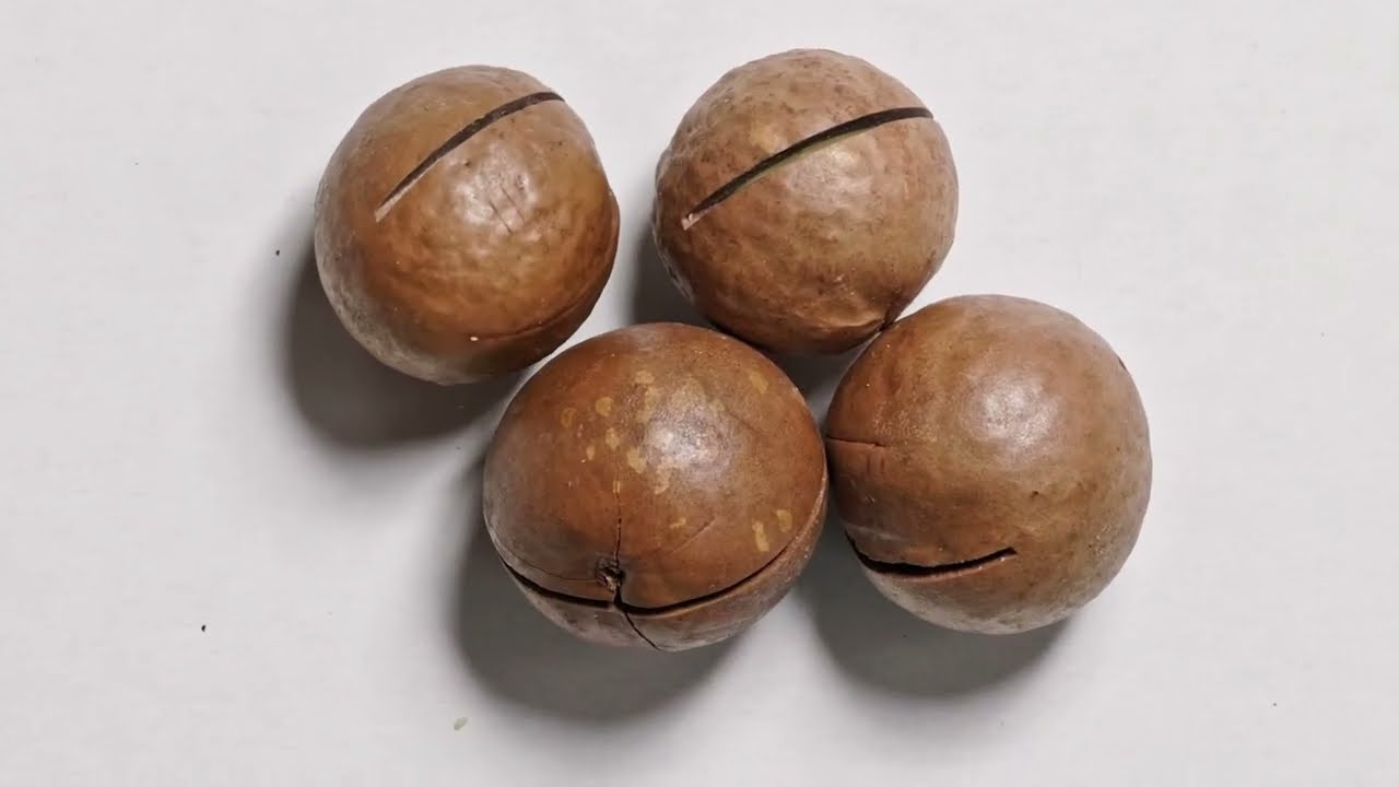 Honeybees DO THIS to Macadamia | Farmers Earn $XXXX More per Hectare! | Prof Hannelie Human