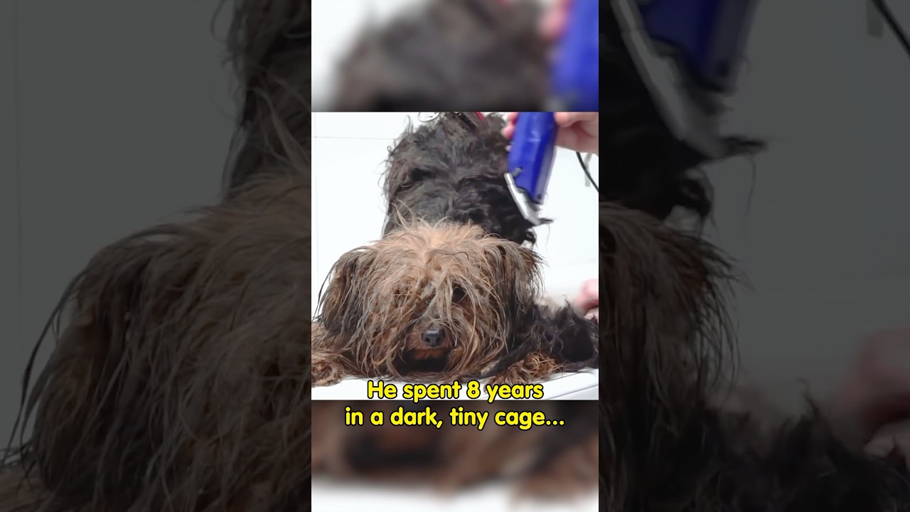 The dog that spent his life locked inside a box 📦