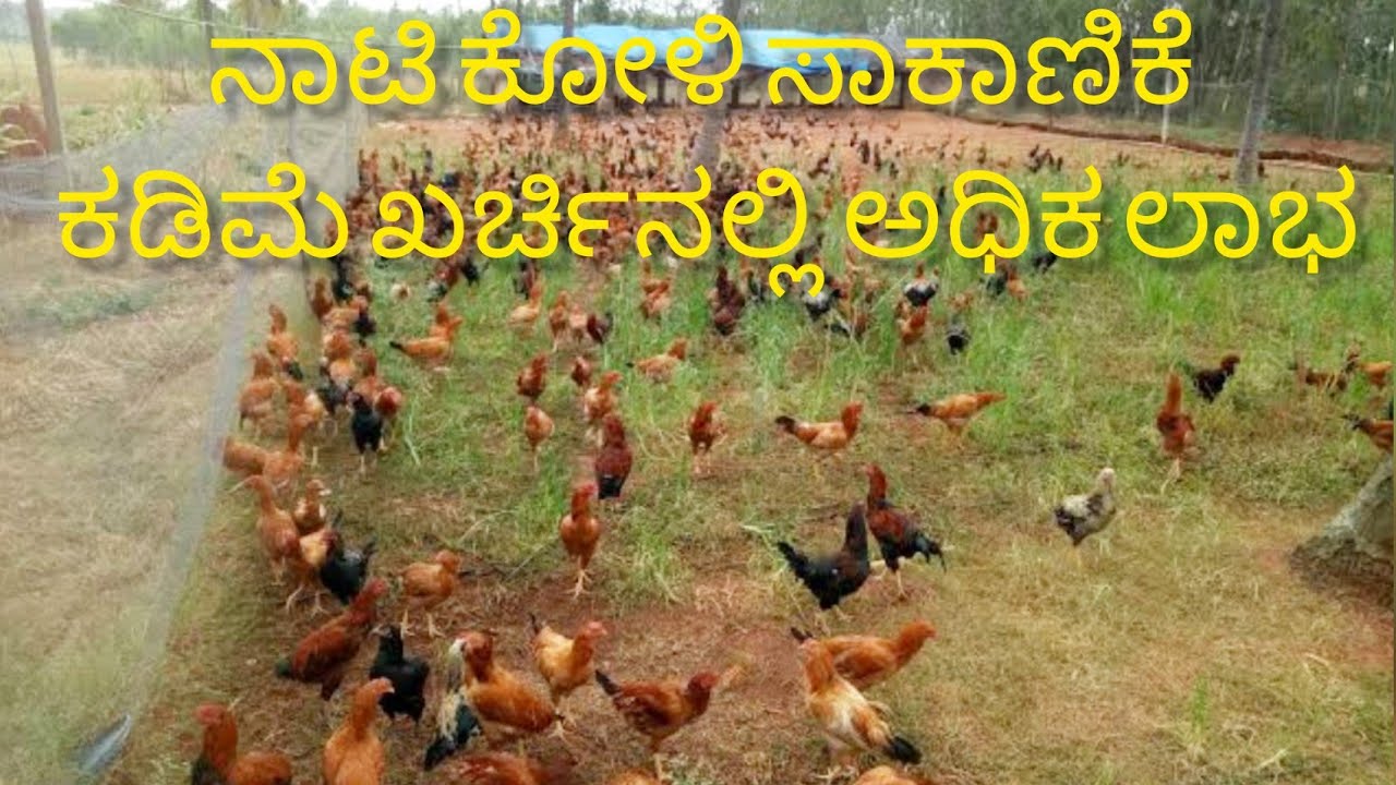 ನಾಟಿ ಕೋಳಿ ಸಾಕಾಣಿಕೆ ಕಡಿಮೆ ಖರ್ಚಿನಲ್ಲಿ ಅಧಿಕ ಲಾಭ Nati koli sakanike kadime kharcinalli adhika labha