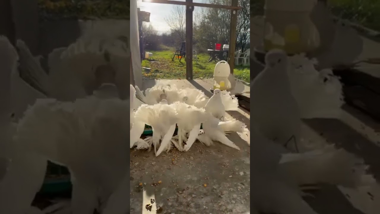 Lakke Fancy White Pigeon | Ahsan Birds Channel