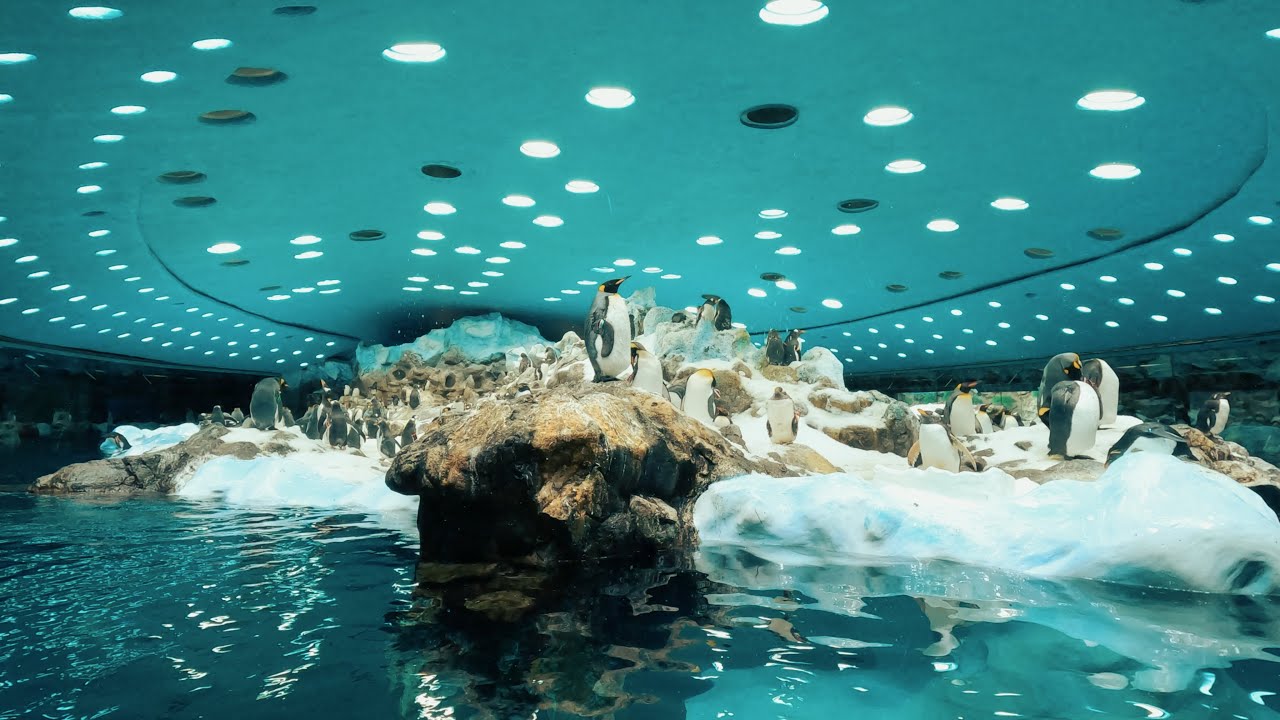 Tenerife 2023 / Loro Parque (4K)