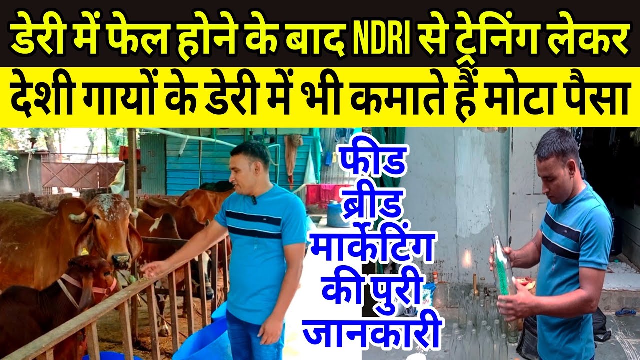 NDRI से ट्रेनिंग लेकर शुरू किया डेयरी फार्म, फीड,ब्रीड,मैनेजमेंट, मार्केटिंग देखें/#dairyfarm ||
