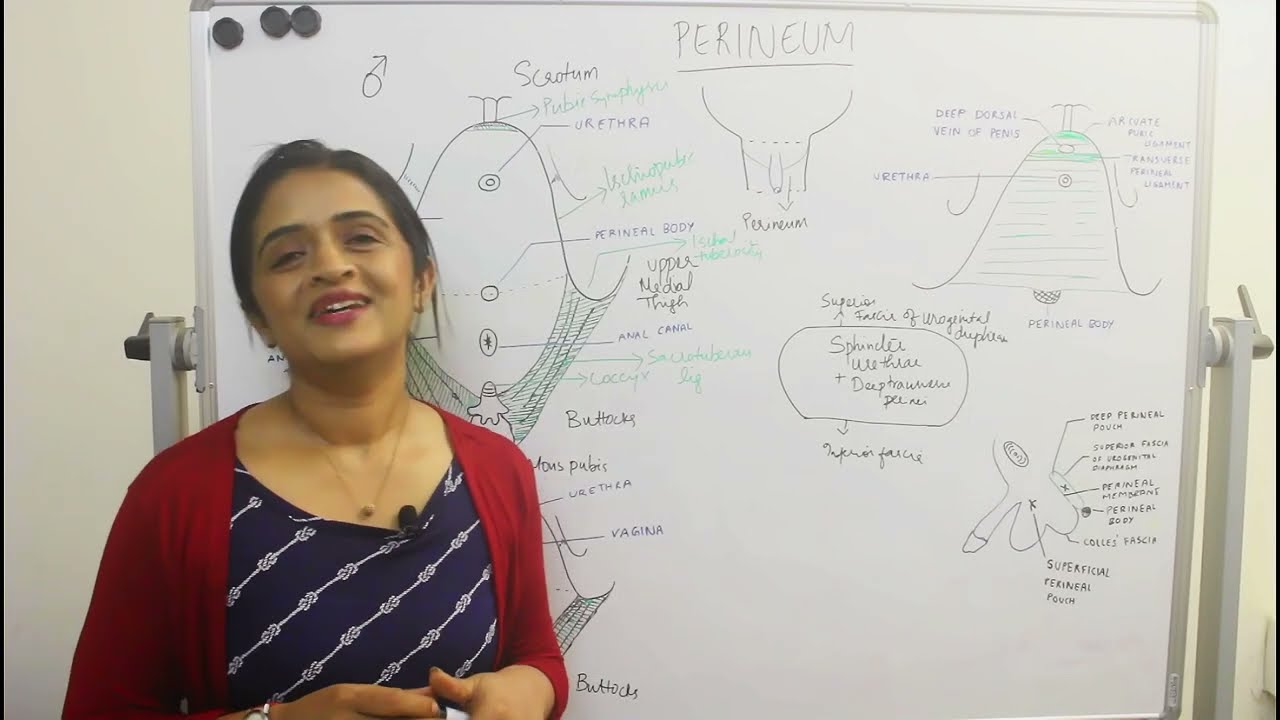 Perineum PART 1 ⏳📌SURE SHOT 👩‍⚕️👩‍🏫 DR ROSE JOSE MD DNB MNAMS