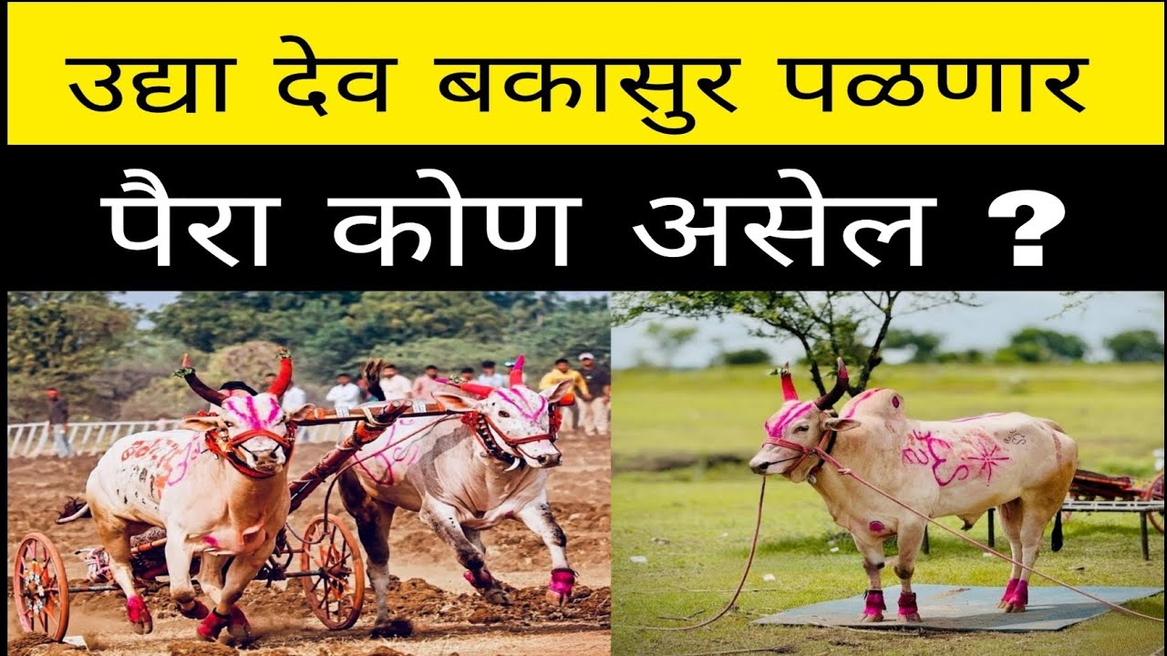 उद्या होणाऱ्या पुरंदर केसरी मैदानात महाराष्ट्राचा लाडका देव बकासुर एक नंबर करेल का ?