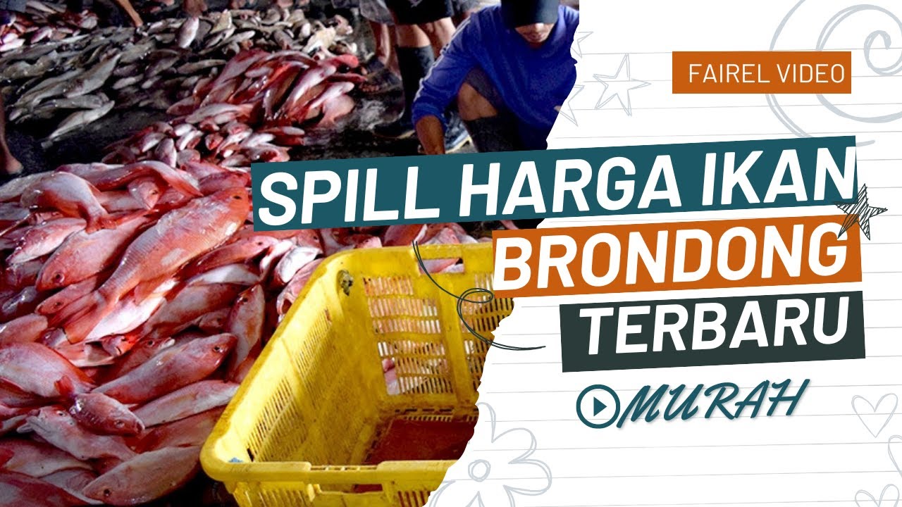 Terbaru Cek harga ikan di TPI Brondong Paciran Lamongan