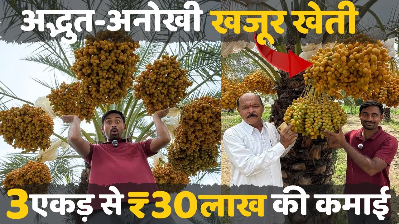खजूर की खेती🤑एक बार लगाओ और आपकी अगली 4 पीढ़ी पैसा कमाएगी 💯| khajoor ki kheti A to Z | Date farming