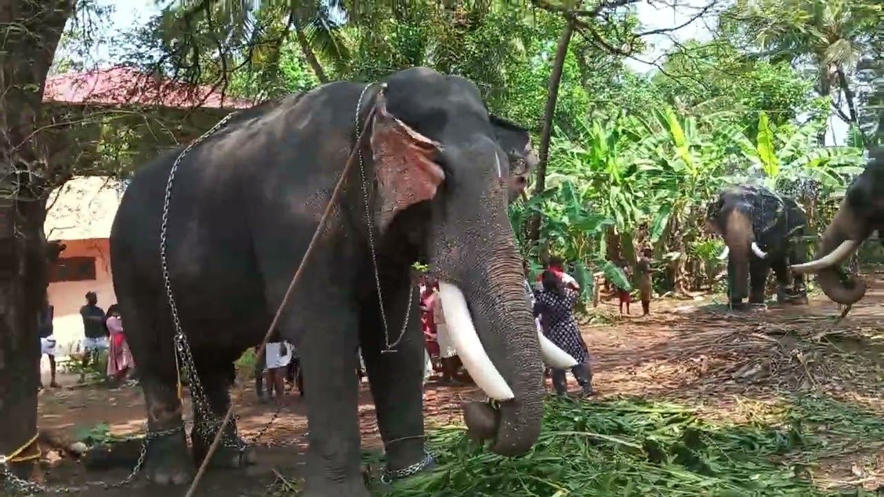 Vadakku mangala Desam aanakal chinakkathoor pooram 2026 pambady rajan thidambu