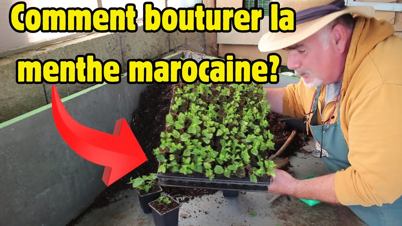 Menthe marocaine : Bouturage, rempotage et conseils de culture