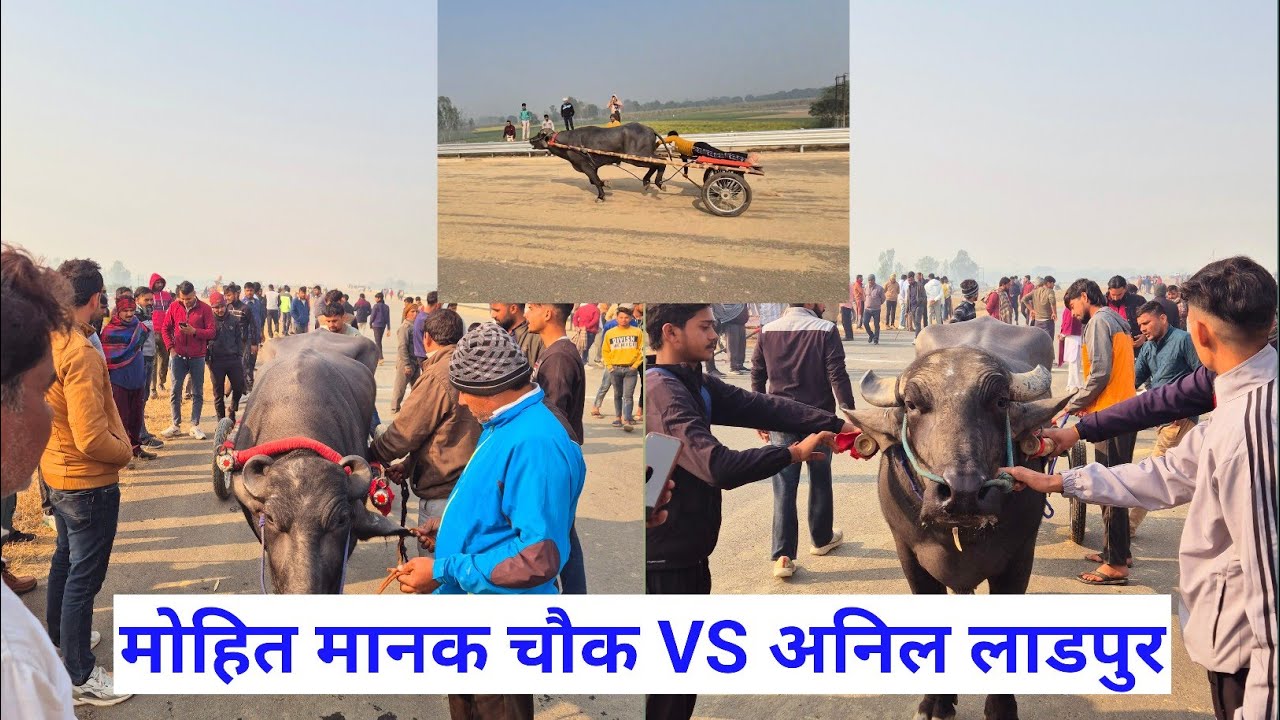 आज का मुकाबला मोहित मानक चौक VS  अनिल लाडपुर🔥 मोहित मानव चौक विनर🏆🏆 एक तरफा रहा मुकाबला🤟