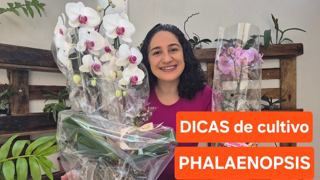 Ganhei ORQUÍDEAS PHALAENOPSIS! E agora? COMO CUIDAR? COMO MOLHAR e QUANDO MOLHAR ? 